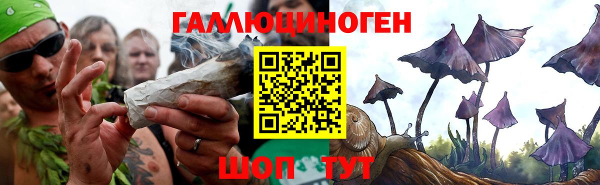 Псилоцибиновые грибы Psilocybine cubensis Полысаево